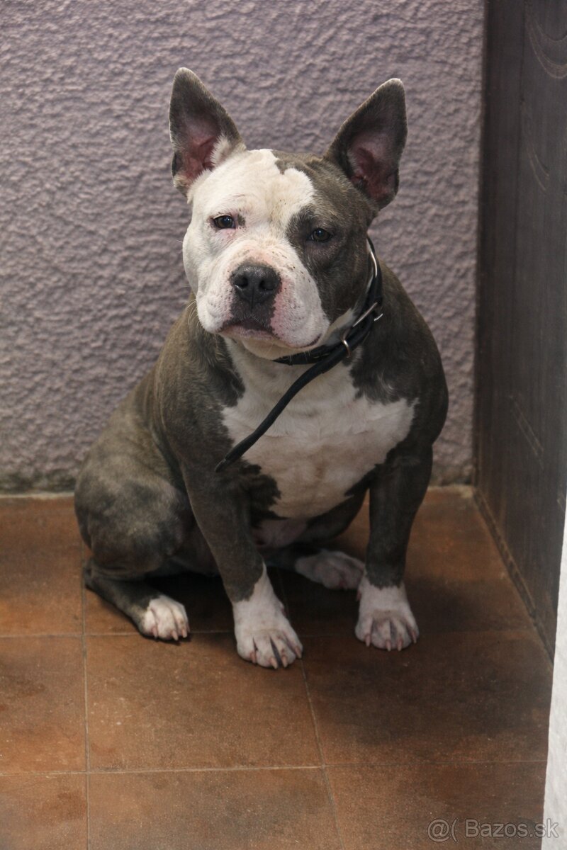 Americký Stafordšírsky Terier FENA