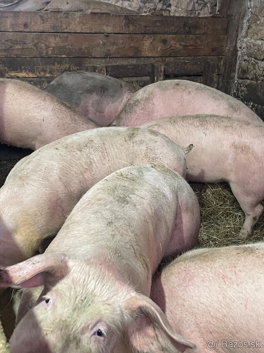 Jatočné ošípané