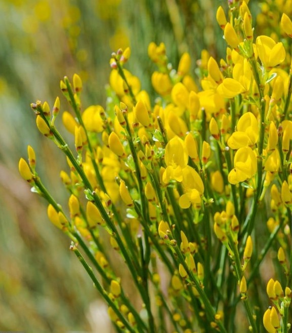 Prútnatec metlovitý