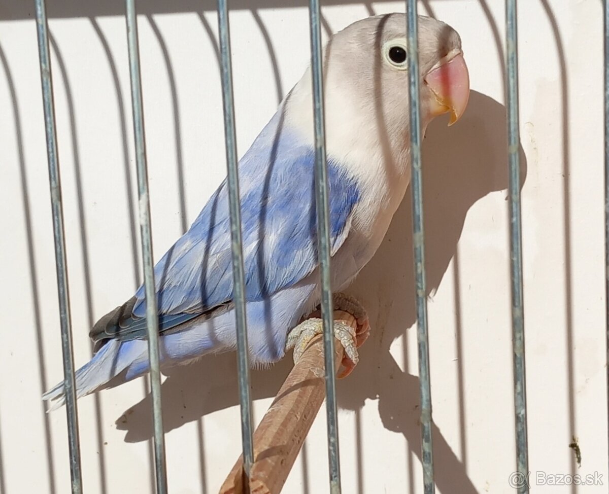 Agapornis fischeri samička