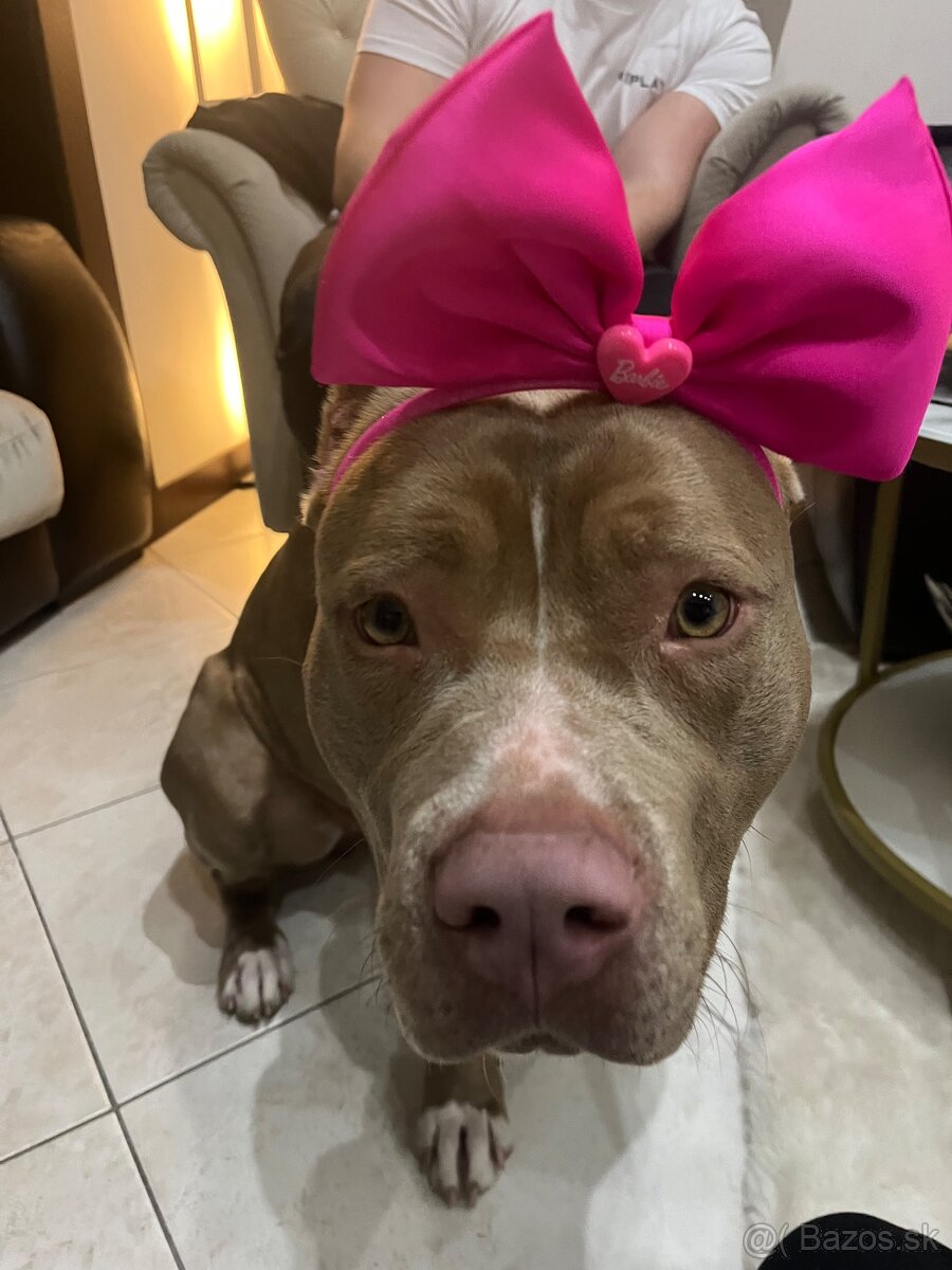 American Bully xl