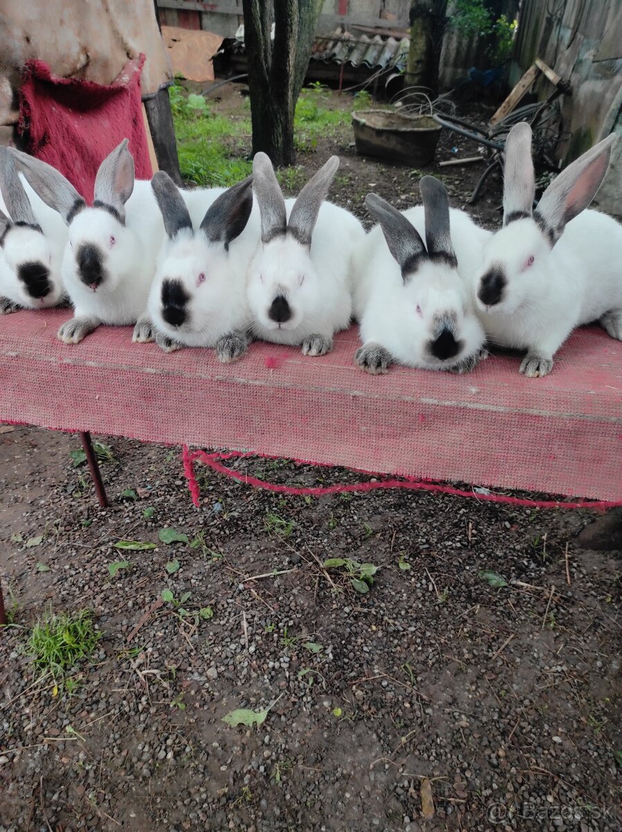 Predávam samičky aj samčeki 🐰