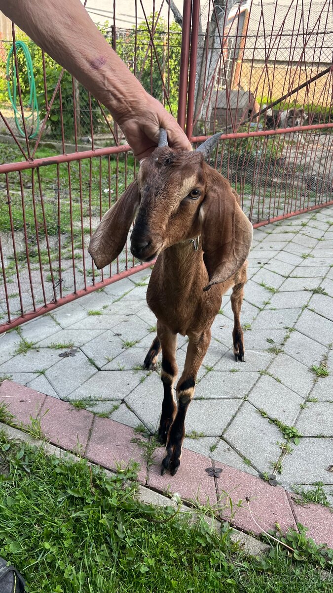 Anglonubijská koza