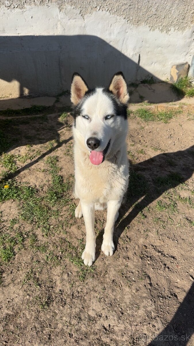 Husky