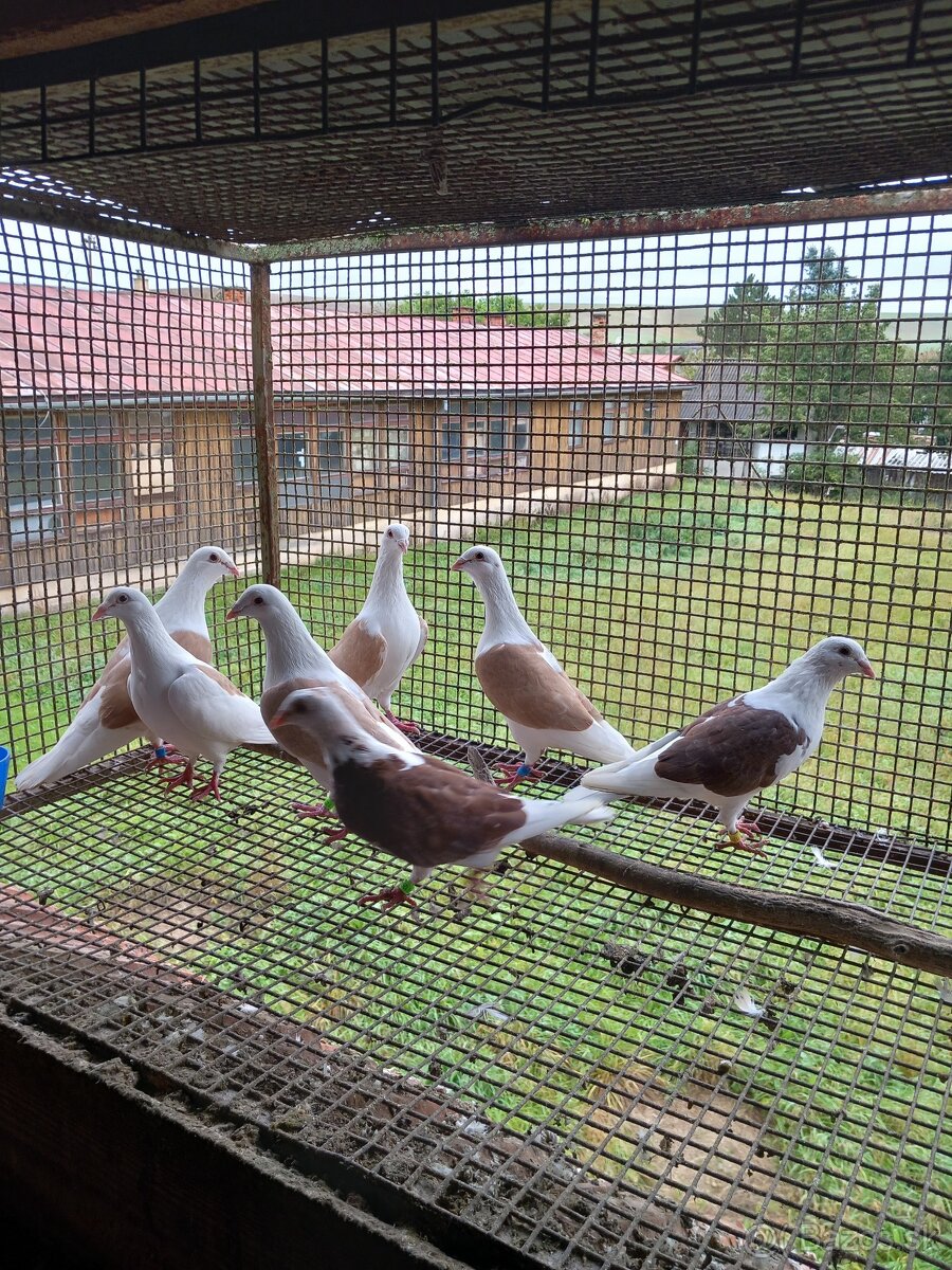 Predám poštové sedlate holuby