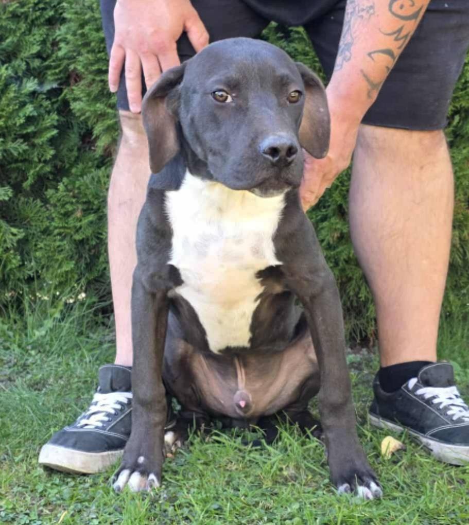 American Bully xl