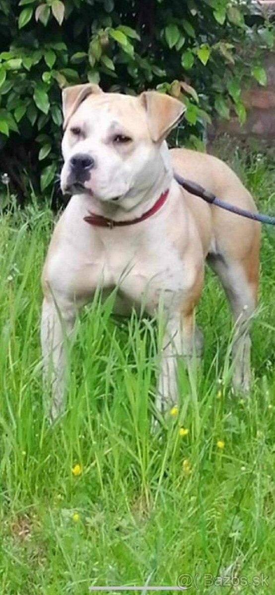 Americký stafford,American bully