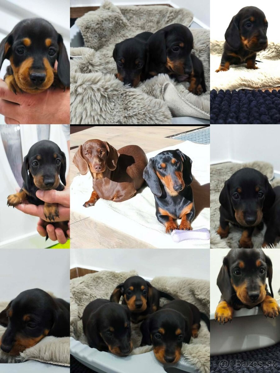 Jazvečík trpasličí