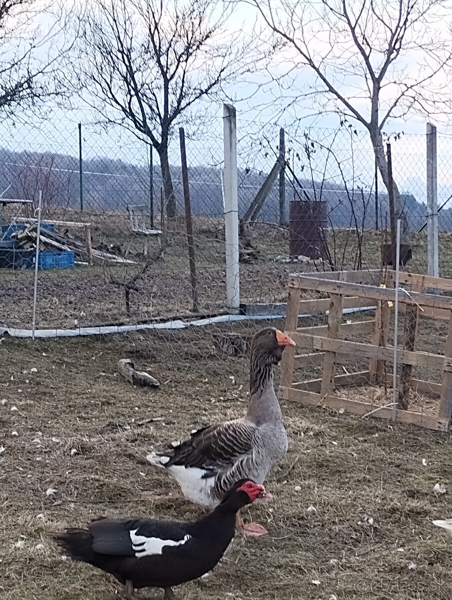 Predám tulzuskeho gunara