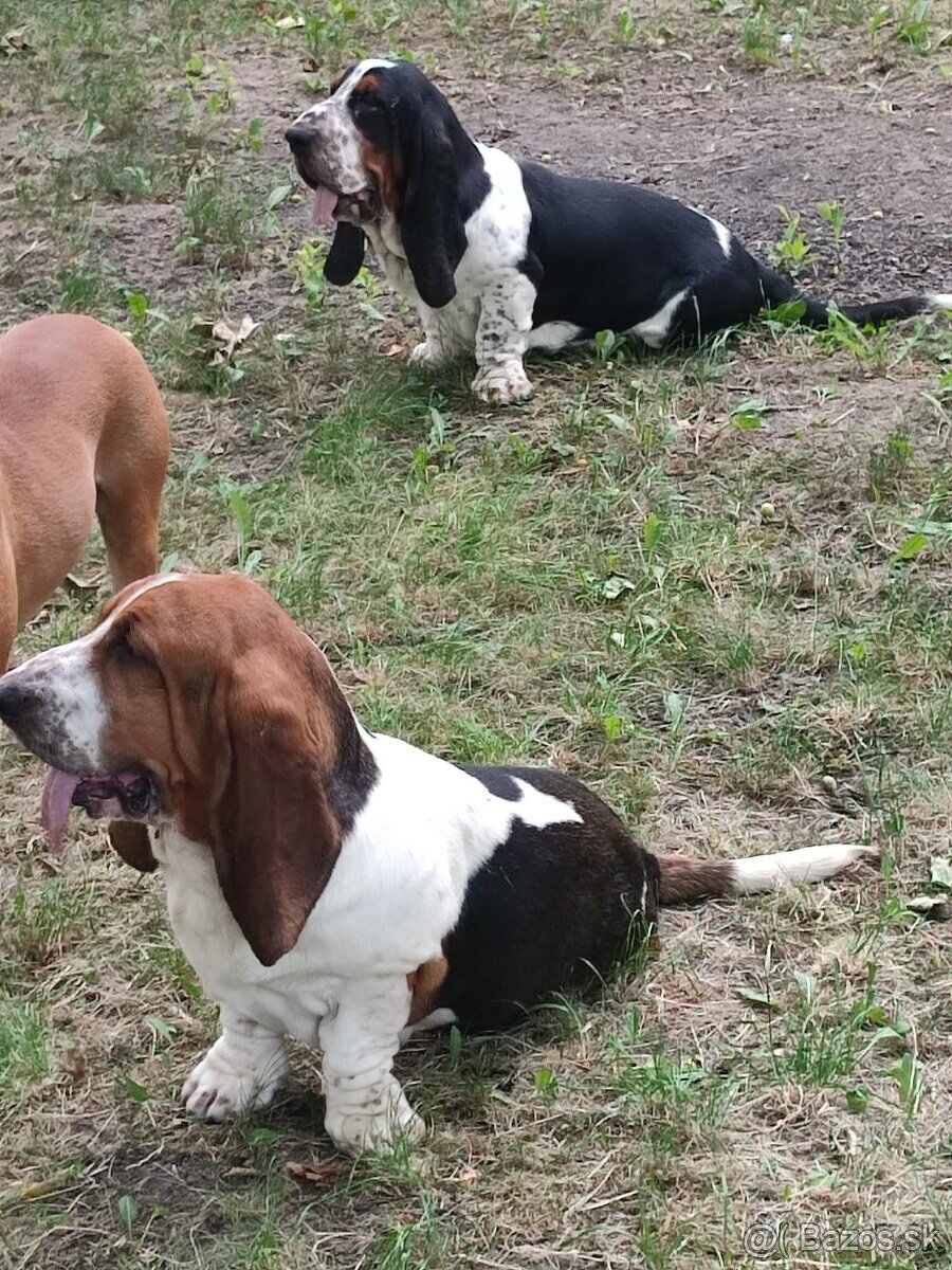 BASET-BASSET.