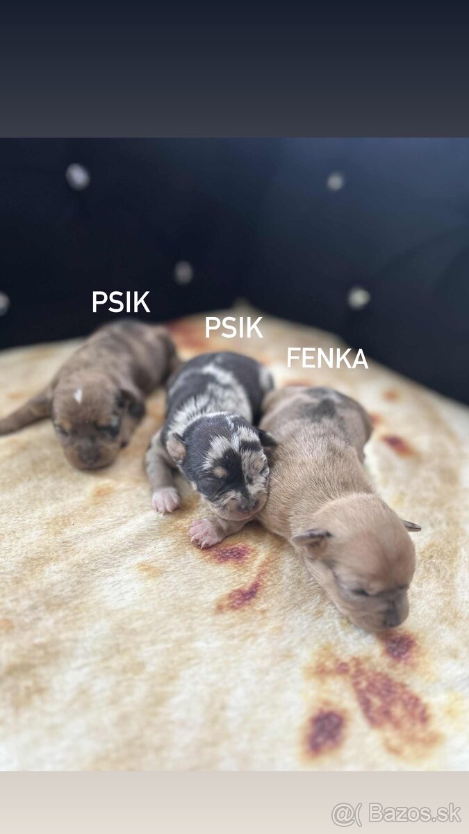 Čivavy merle