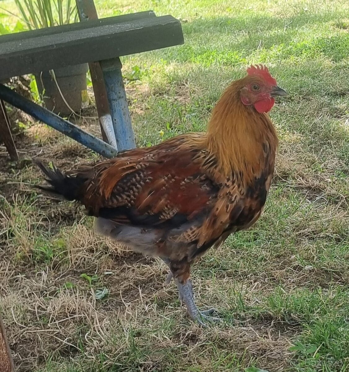 Kohut Zlata ceska kropěnata