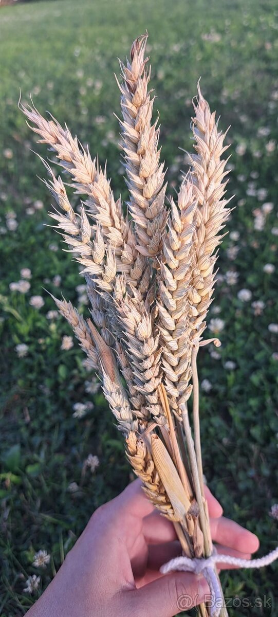 Sušené klasy pšenice 🌾
