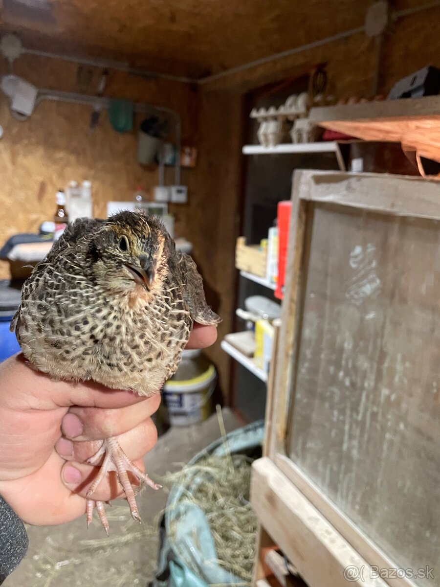 Prepelica japonská mäsovo nosná