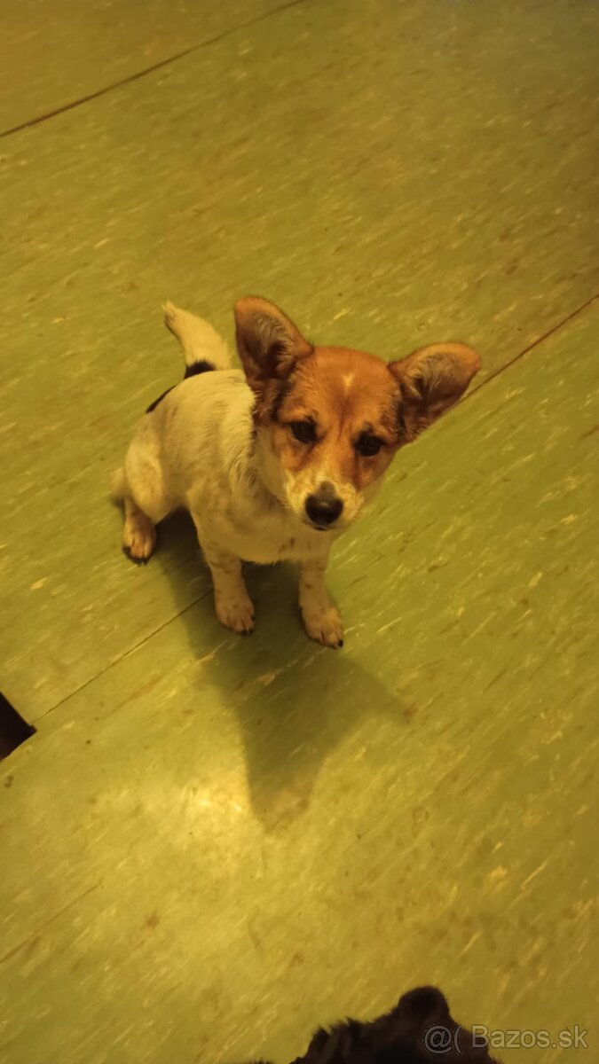 Šteniatko, kríženec