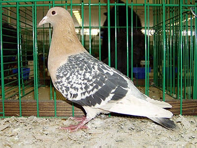 Norimberský škovránok - samica