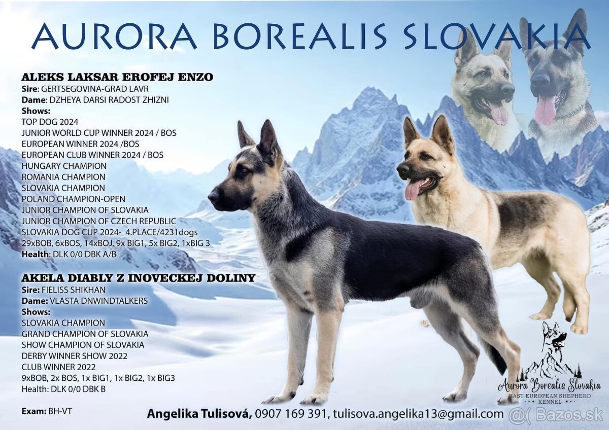 Východoeuropsky ovčiak s PP