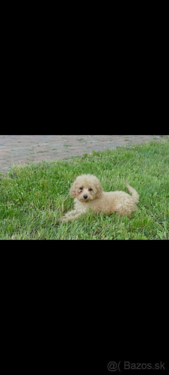 Pudel
