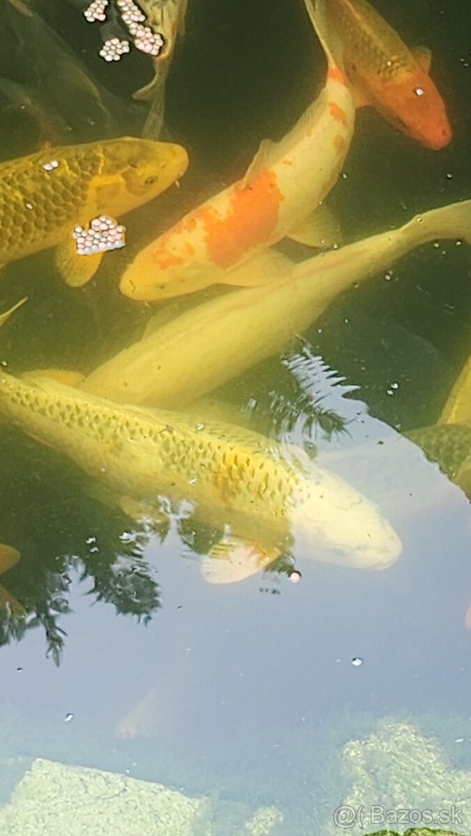 Predám zdravé japonské koi kapríky