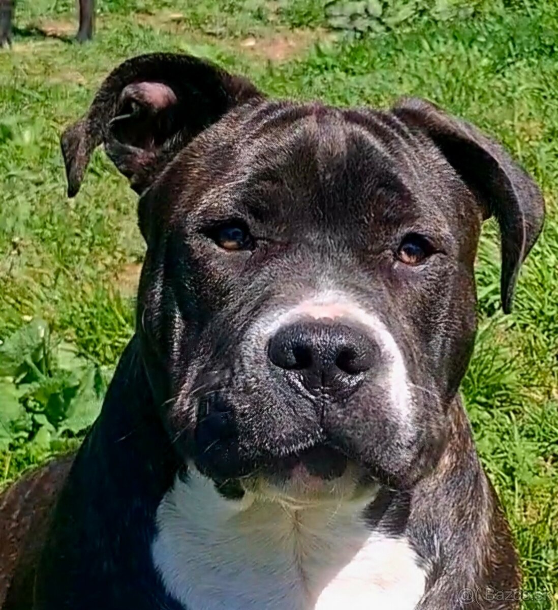 American Bully psik