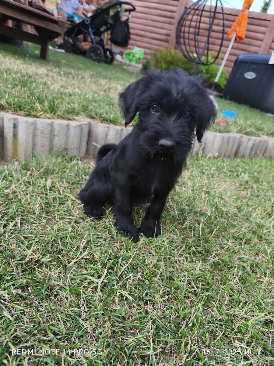 🐶 Šteniatka - stredný bradáč - fenka a psík – odber ihneď