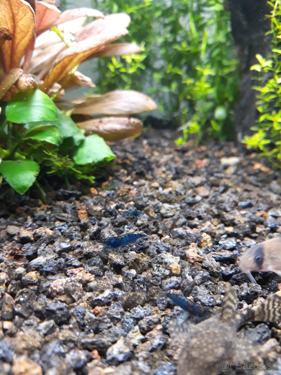 Predam krevetky modre Blue dream