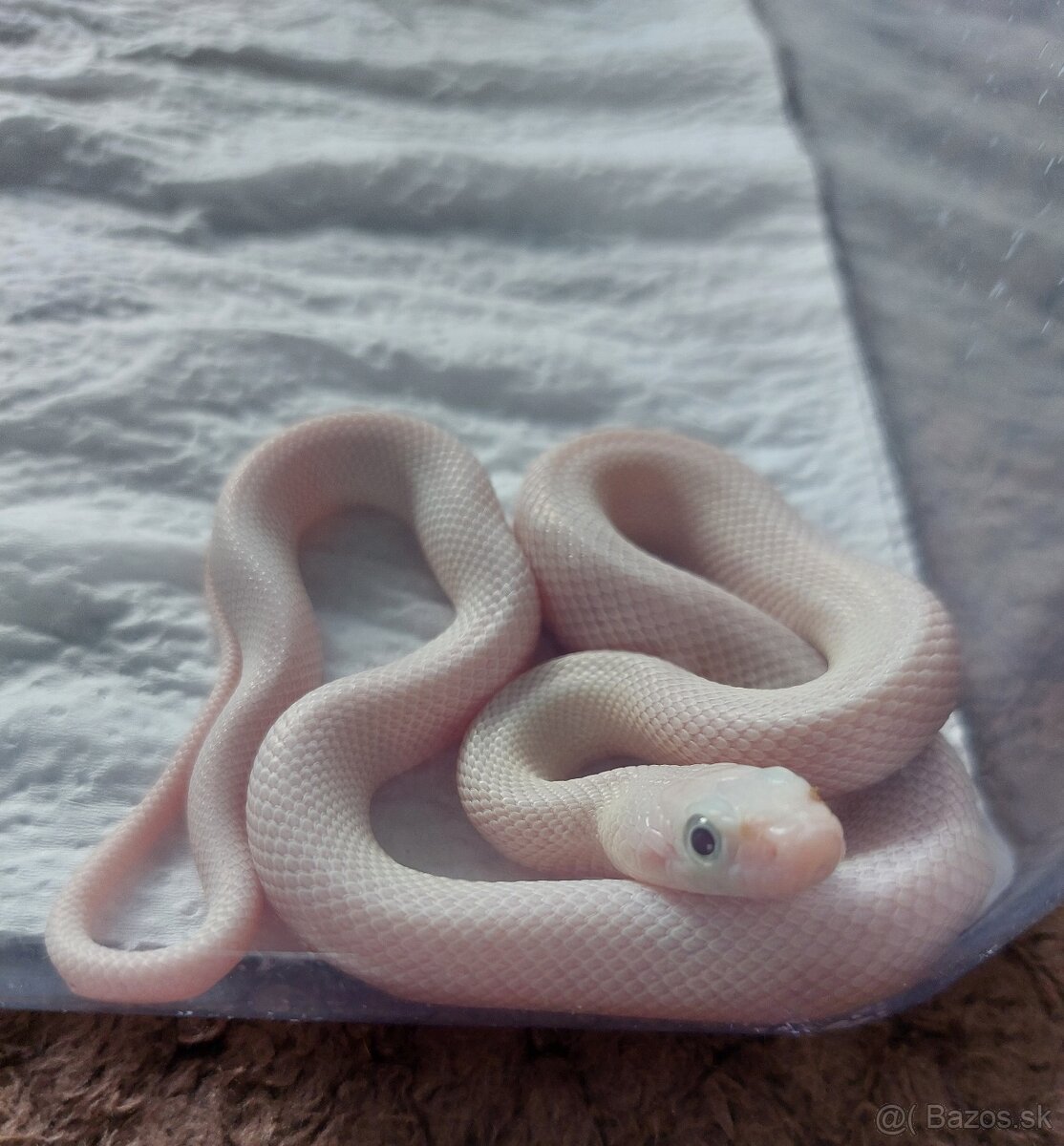 Pantherophis Obsoletus leucistic
