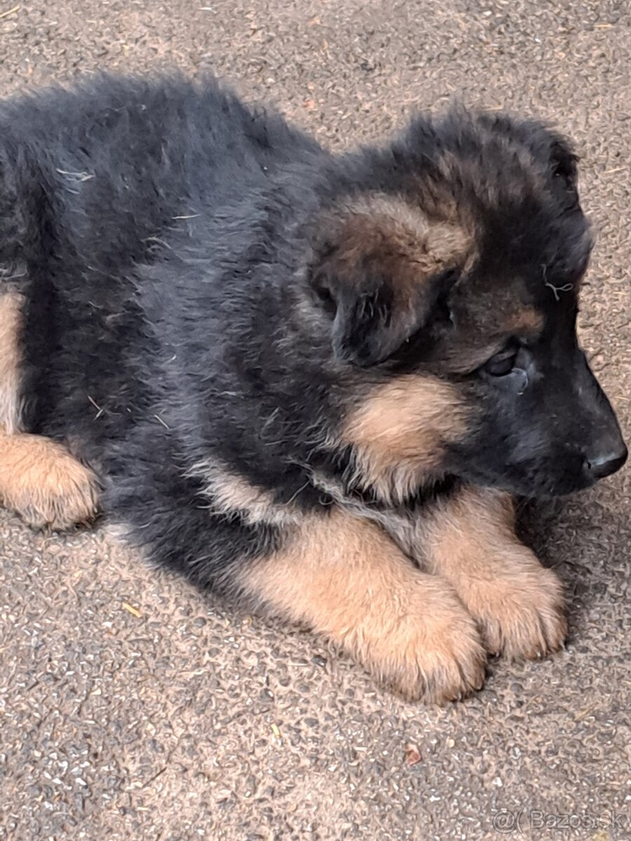 Predám šteniatka nemecký ovčiak