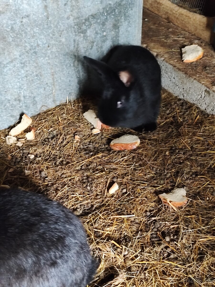 Predám Viedenských králikov 8 mesačných