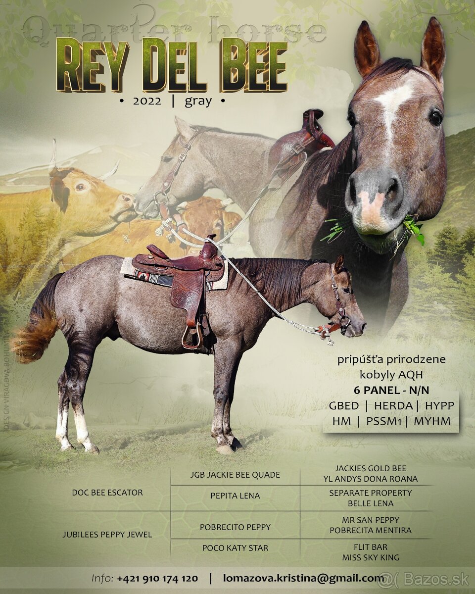 Pripuštanie American Quarter Horse , Qh