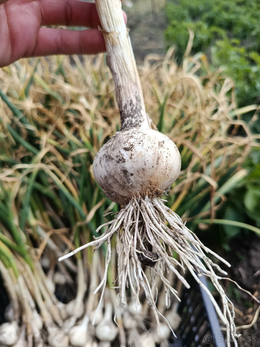 Cesnak palicak