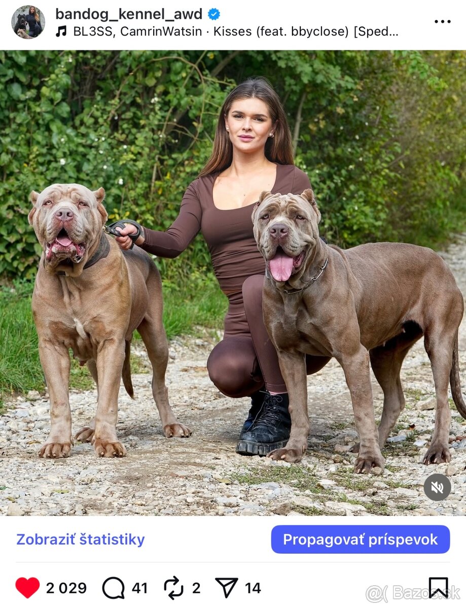 Bandog, cane corso, presa, doga, pitbull