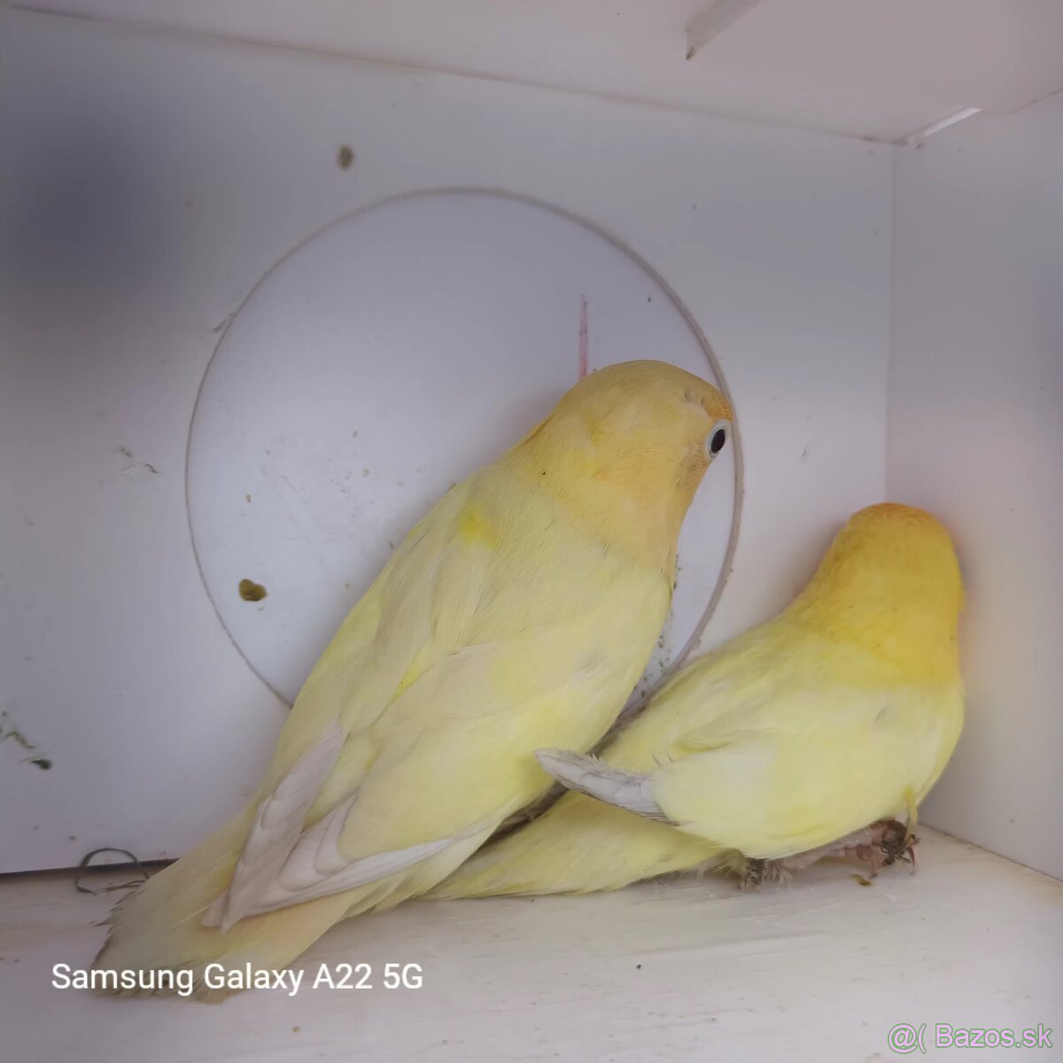 Agapornis fischer tyrkys decino