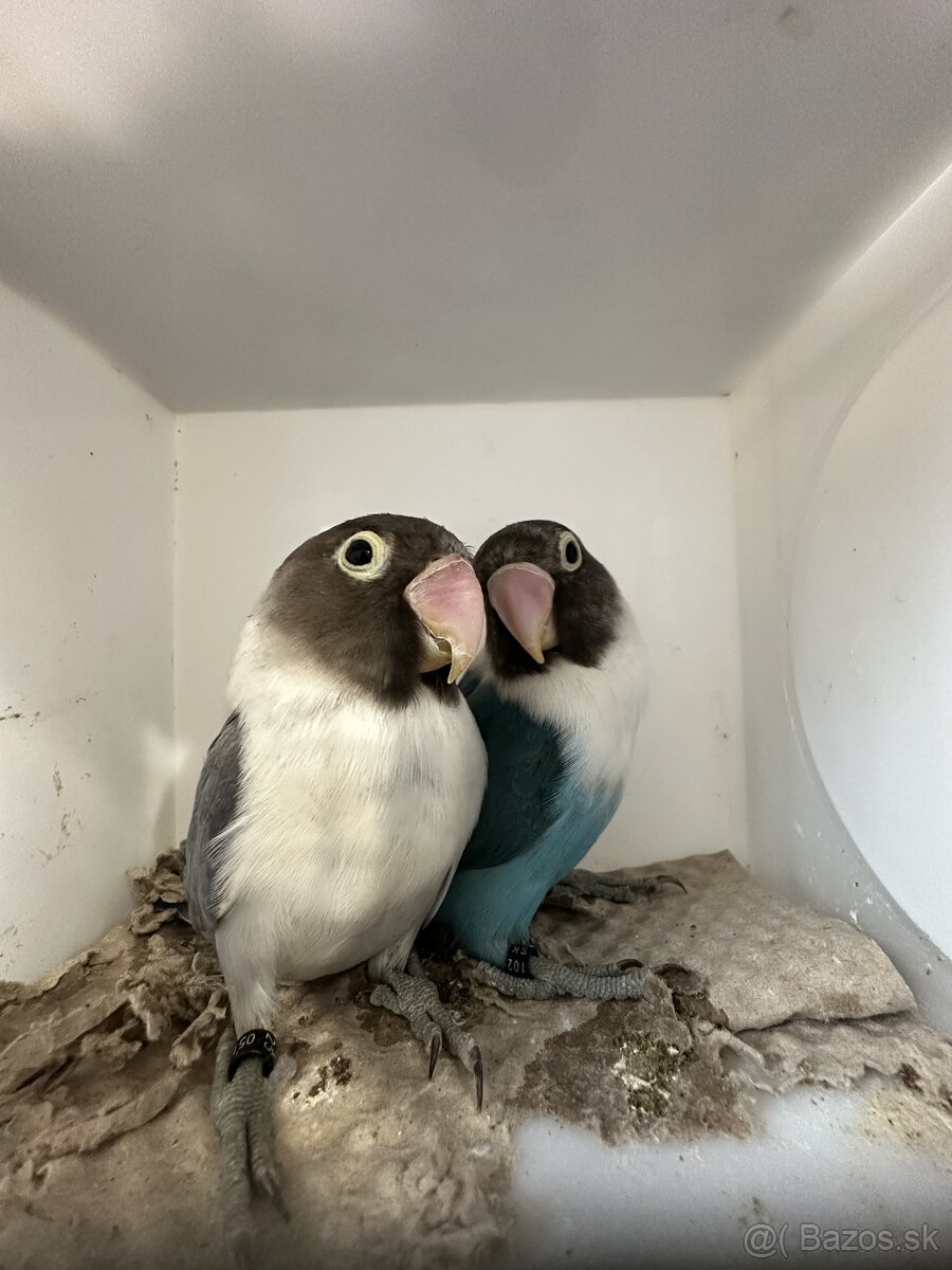 Agapornis škraboškový