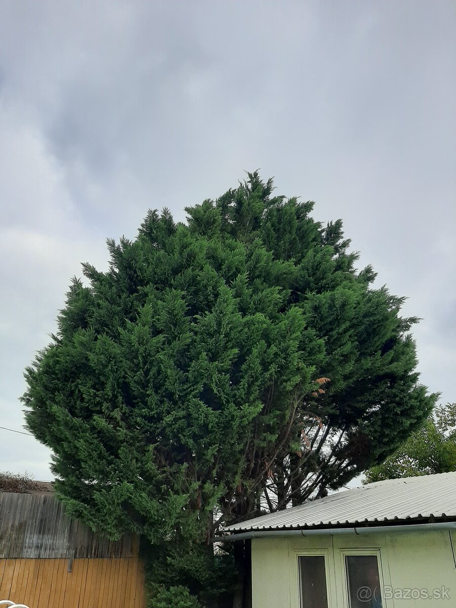 darujem drevo za vypýlenie stromov