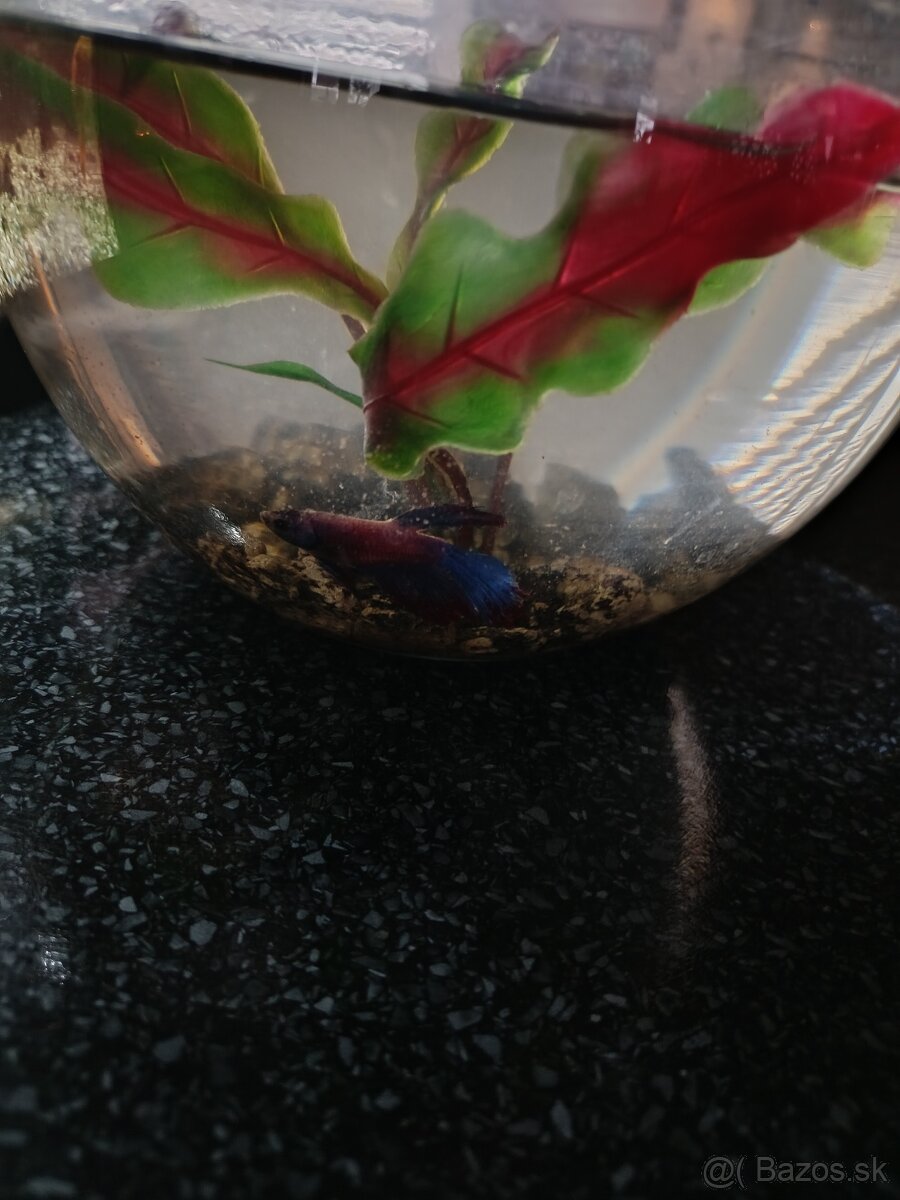 Akvárium a bojovnícu