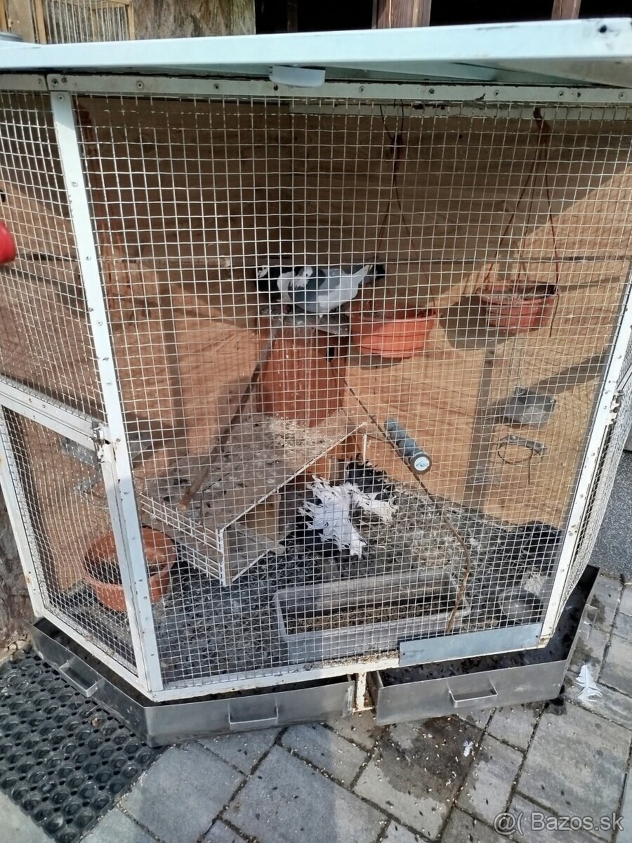 Voliera - klietka
