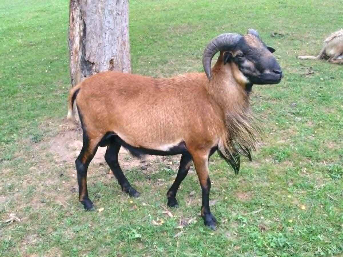Kamerunsky baran