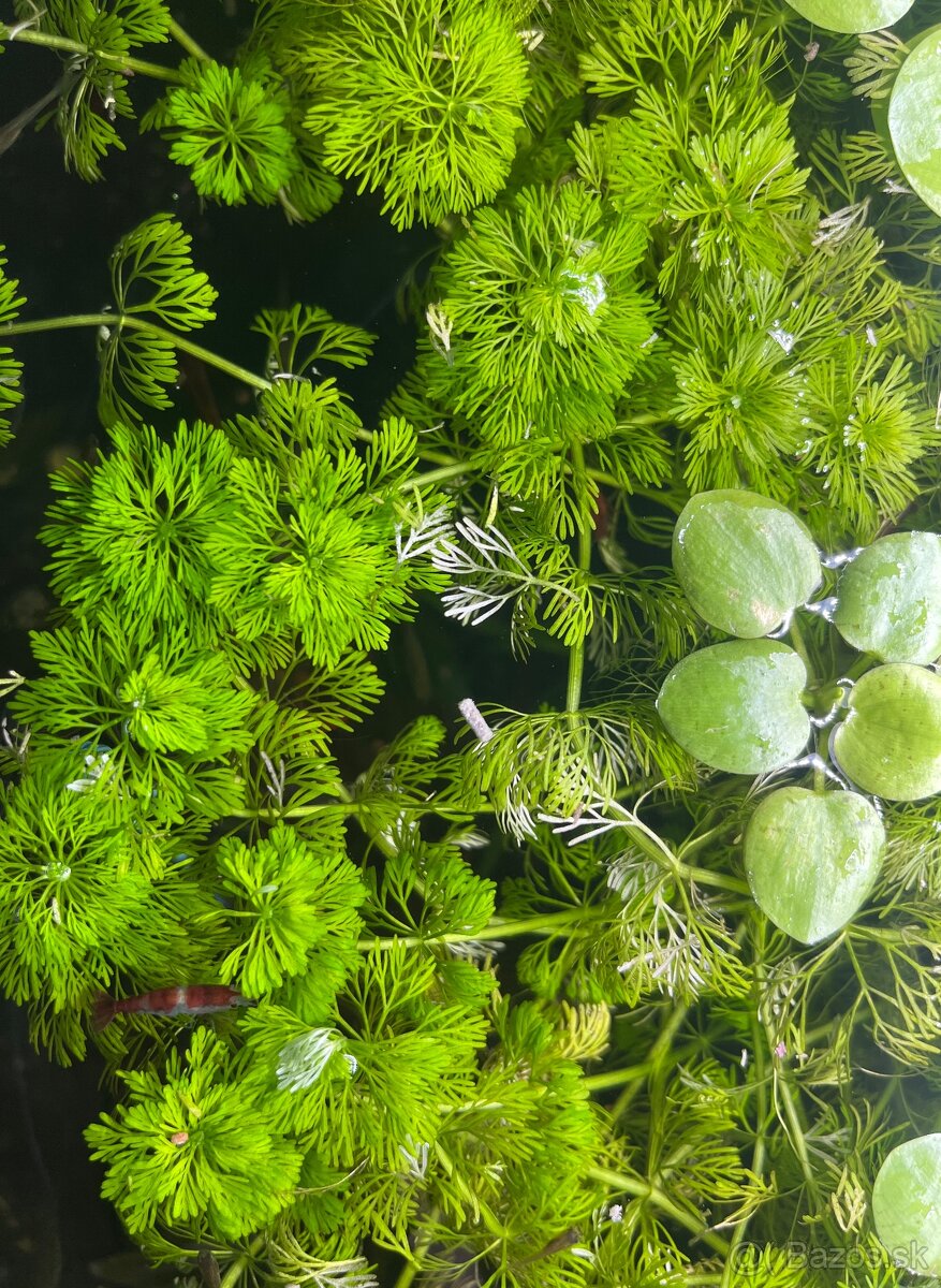 Limnophila sesiliflora