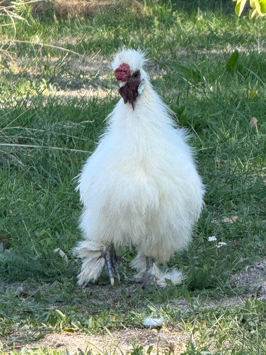 Kohút hodvabničky