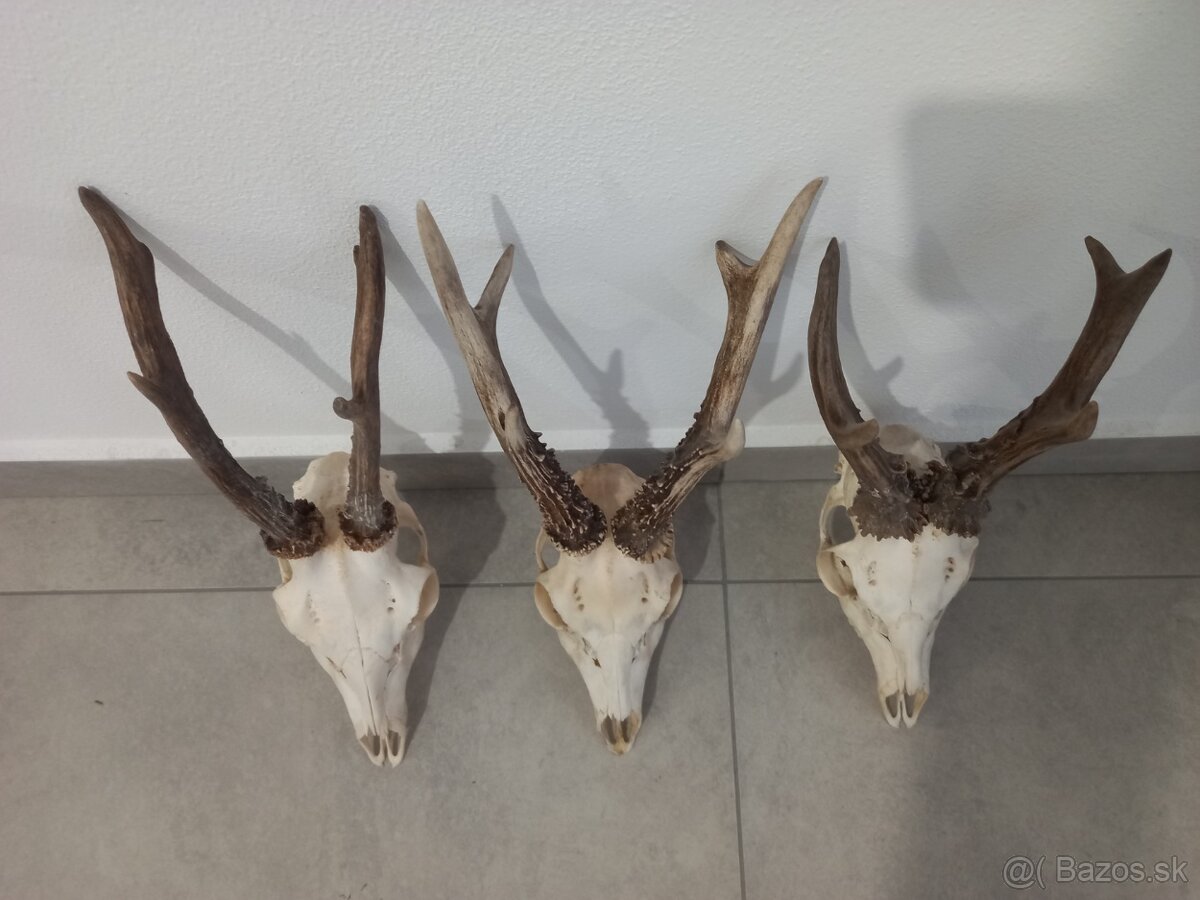 Parohy, parožie, zhody, trofeje