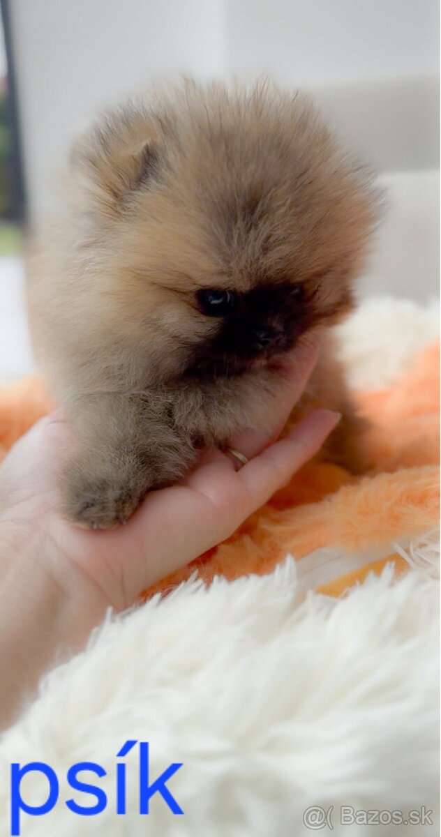 Pomeranian mini Boo