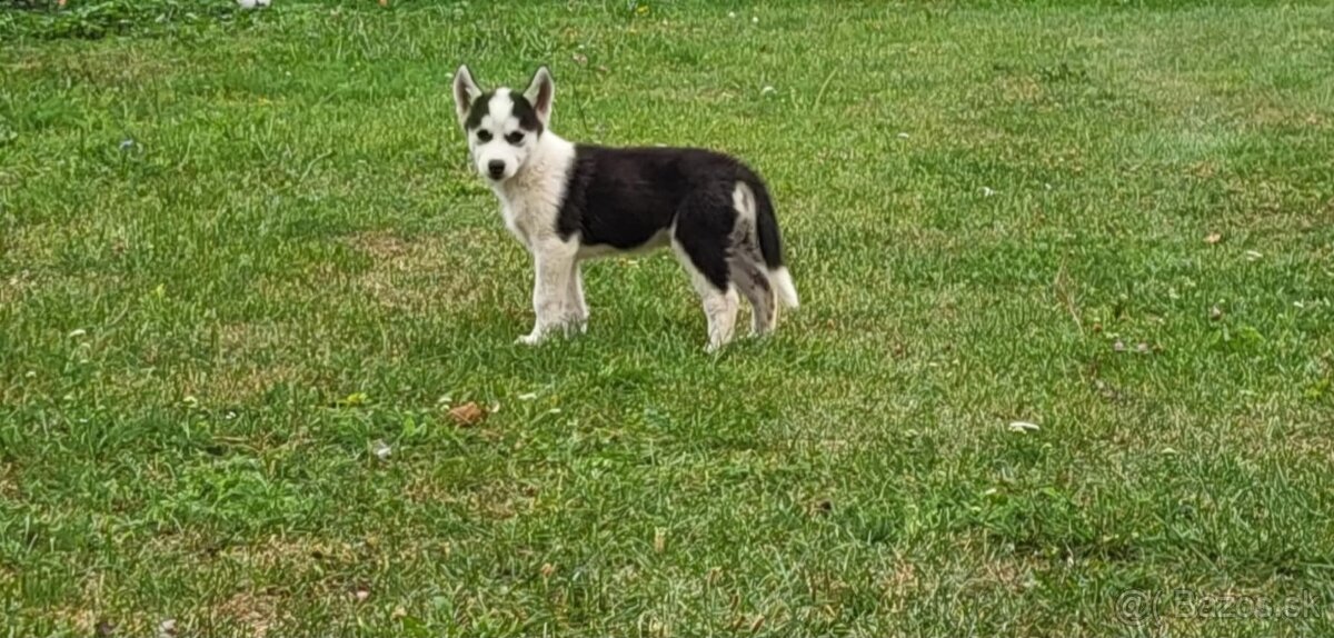 Sibírsky Husky