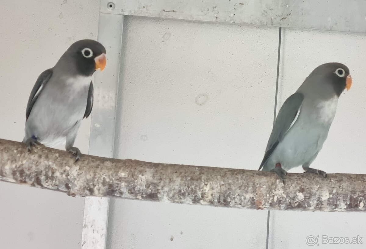 Agapornis hnedohlavý