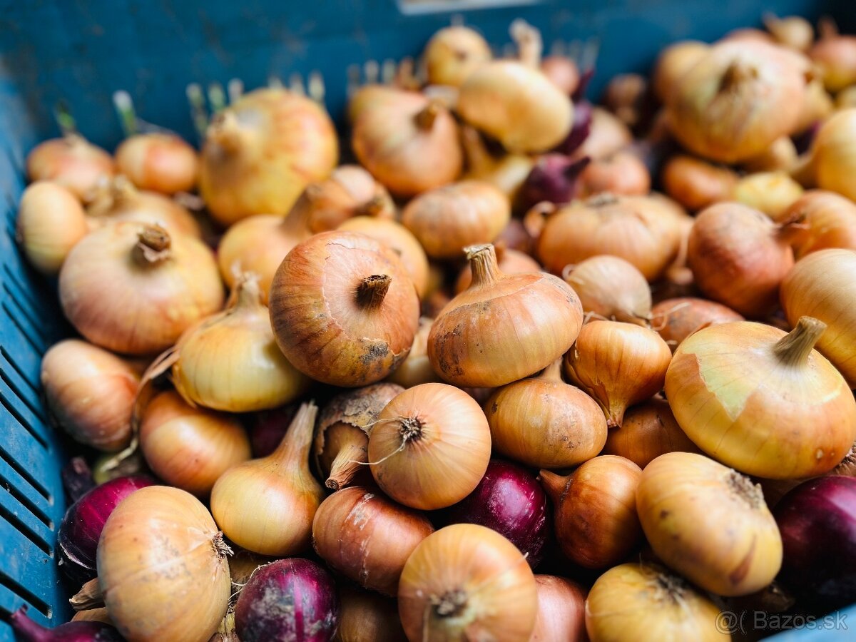 Domáca cibuľa, mrkva, petržlen