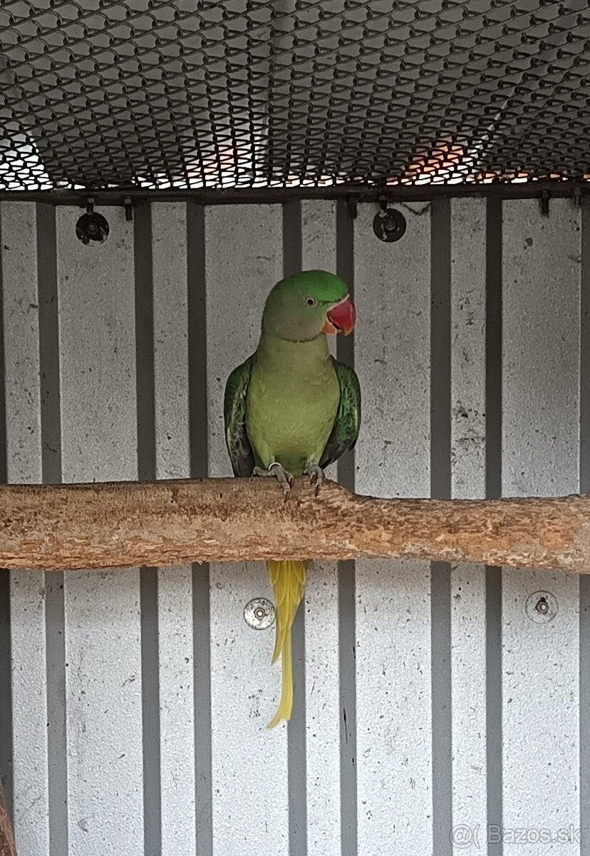 Alexander Veľký 0,1