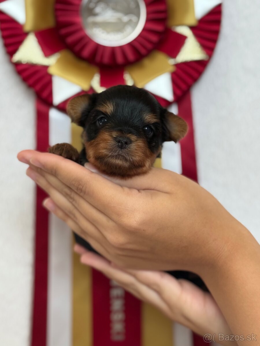 Yorkshire terrier, york