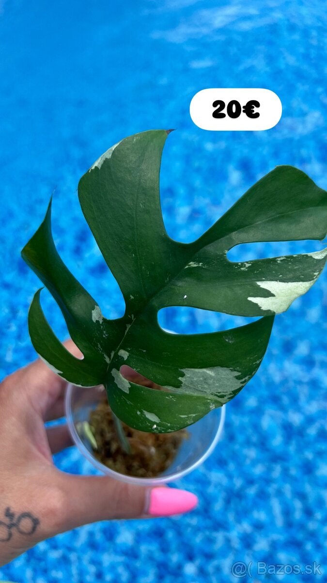 Monstera minima Albo Variegata