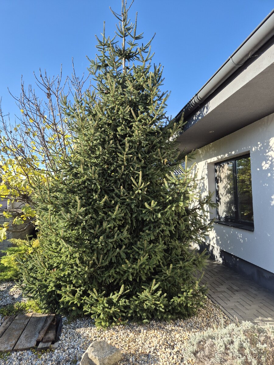 Vianočný stromček