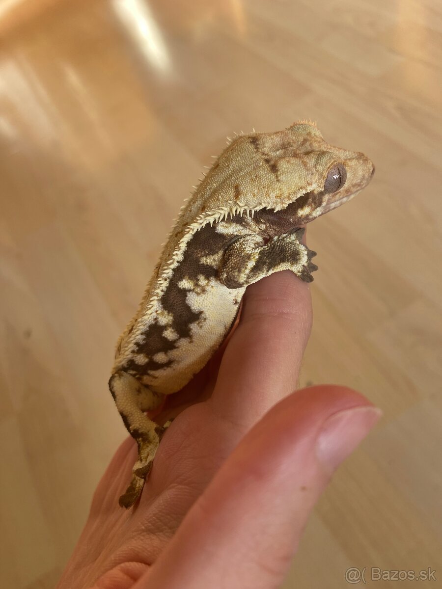 Predám chovného LW samca